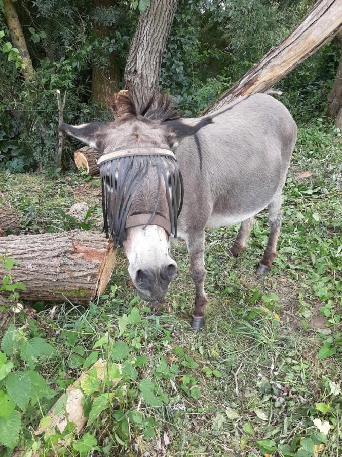 Bed and Breakfast Les Deux Anes Veuves Zewnętrze zdjęcie